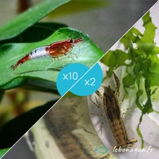 Lot de 10 Crevettes Rili Sakura Rouge et 2 Écrevisses Blue Mini - lebonaqua