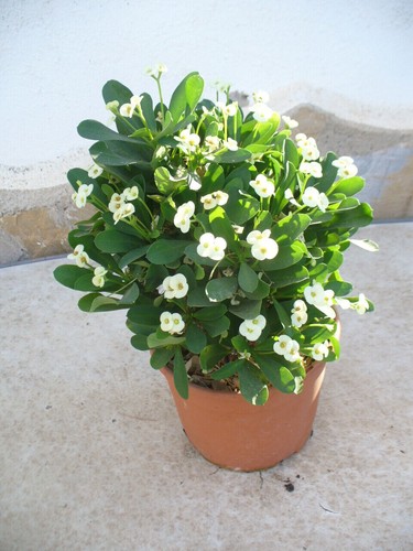 épine christ euphorbia - du,