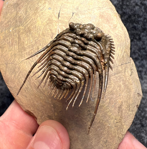 Leonaspis trilobite fossil - leonaspis, sp.