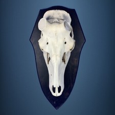 463SKU Crane de cerf, bois de