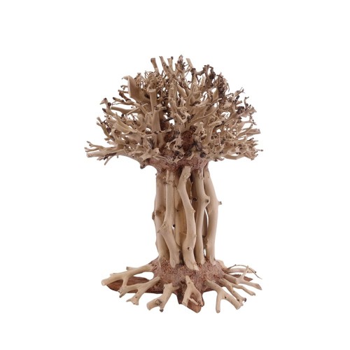 Bonsaï mammouth arbre - mammouth,