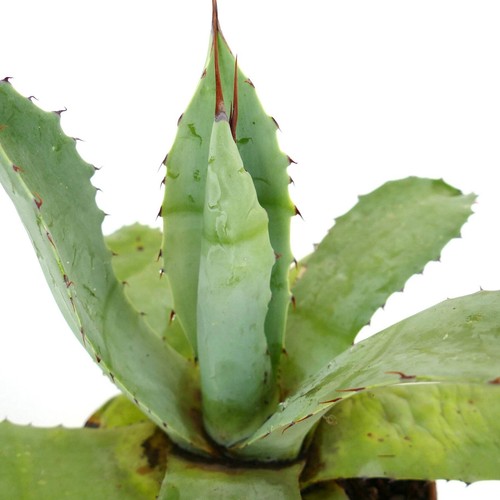 Agave celsii bovicornuta ex - agave,