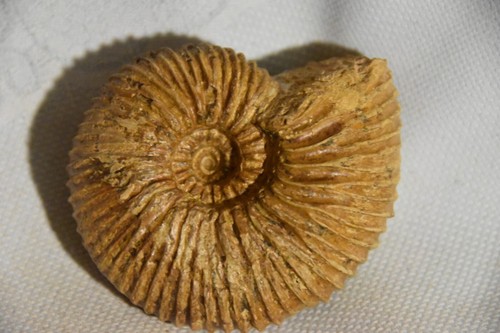 Ammonite mayaites aff - ammonite, aff.