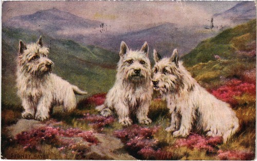 Cpa westies dogs - cpa,
