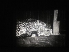 Film 9.5 mm Office : Au ZOO -