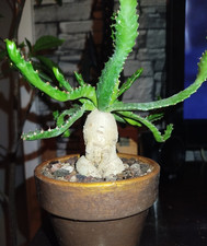 Euphorbia Stellata -
