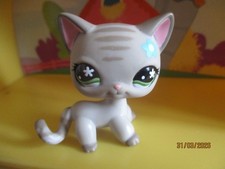 Petshop Chat Européen #483 /