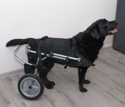 Chariot pour les chiens - le,