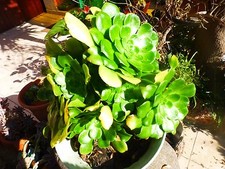 LOT plante aéonium  l