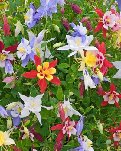 Columbine ton waard - columbine,