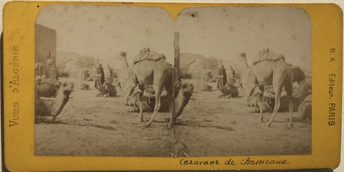Algérie caravane chameaux - algérie,