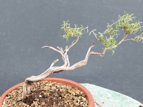 Bonsaï thym 34 cm - thym,