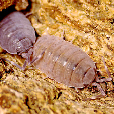 Porcellionides pruinosus ×15 - Isopode Cloporte Vivarium Terrarium Bioactif