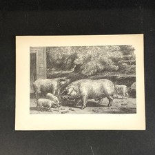 Harry Wickey "Hogs Near a