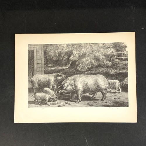 Harry wickey hogs - harry, near