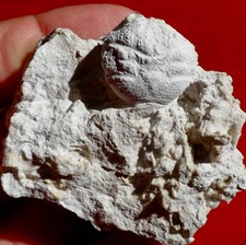 CRABE FOSSILE PALÉOCÈNE DU DANEMARK , DROMIOPSIS