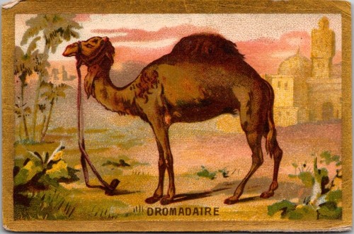 86962 chromo dromadaire - *86962,