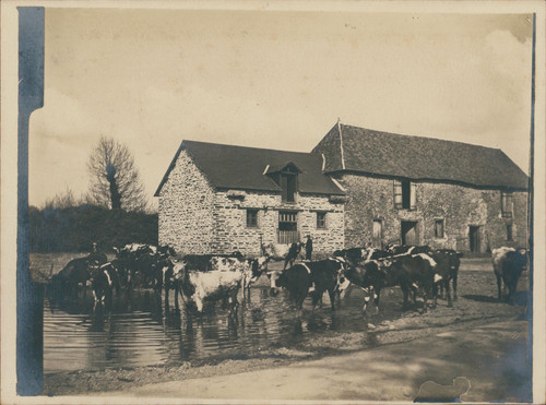 France vaches l abreuvoir - vaches, à