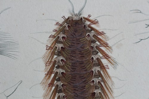 Annelides engraving animal - annelides,
