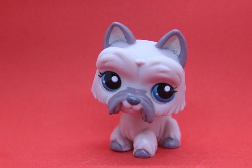 Petshop pet shop - shop, 1201