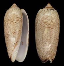 Coquillage de collection : Oliva scripta L (46 mm - Gem)