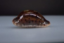 41 - Sea shells - Cypraea