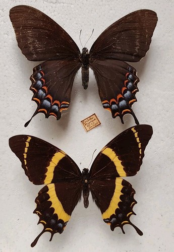 Couple papilio garamas - couple,