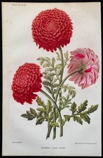 1864 - Chrysanthème - Gravure ancienne de fleur en couleurs - Botanique