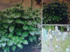 Menthe Aquatique plante bassin