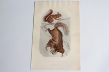 Gravure BUFFON écureuil