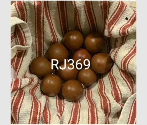 French black copper marans - ♡french,