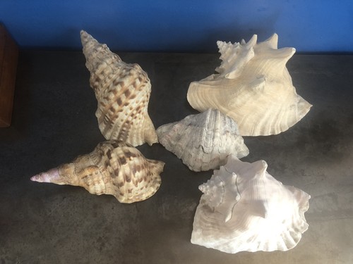 Lot coquillages strombe - 5,