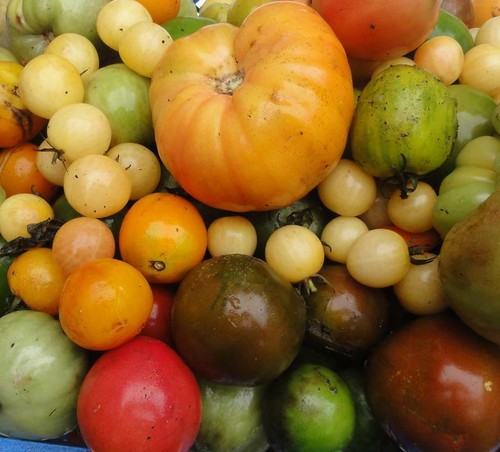 Graines tomates bio - 20,