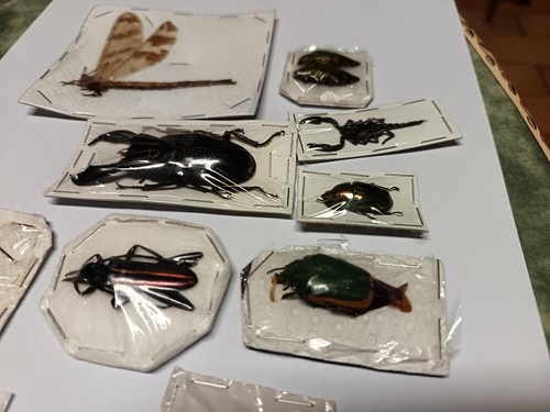 Lot insectes papillottes - lot,