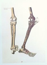 Lithographie Table Anatomique