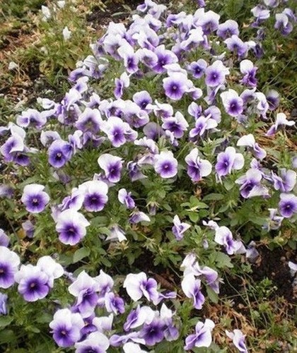 Violette cornue mauve et - violette,