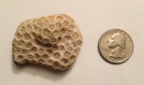 Coral covered rock - coral,