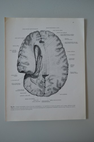 Planche anatomie humaine - planche, d'anatomie