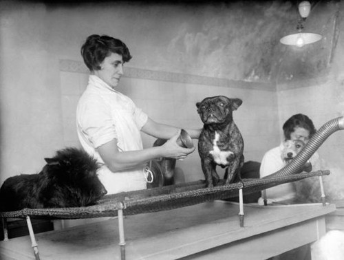 Bulldog being massaged by - bulldog,