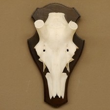 Crâne De Cerf Sans Bois AF