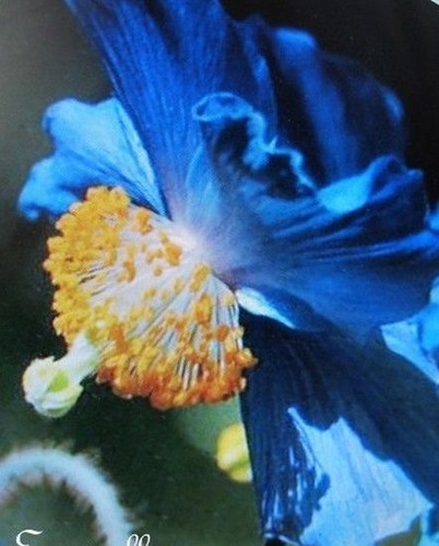Pavot himalaya fleur - pavot, 'fleur