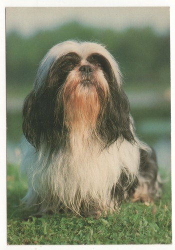Carte postale chien shih tzu - carte,