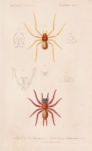 Mygale quoyi araignées - quoyi,