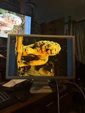 Apple Cinema Display 23”