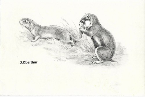 Joseph oberthur souslik - joseph,
