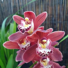 cymbidium rouge menton