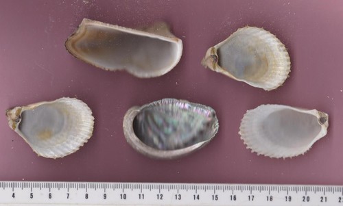 Coquillages pour aquarium - , ou