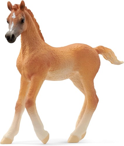 Poney club 13984 poulain arabe - 13984,