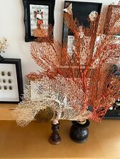 Gorgone blanche orangé Cabinet de curiosités Collection