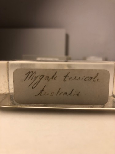 Mygale terricole australie - mygale, d